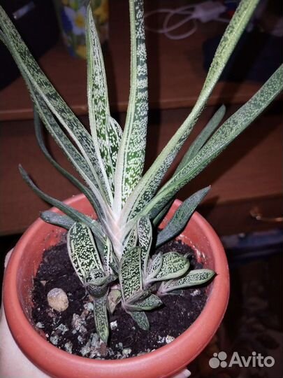 Суккуленты