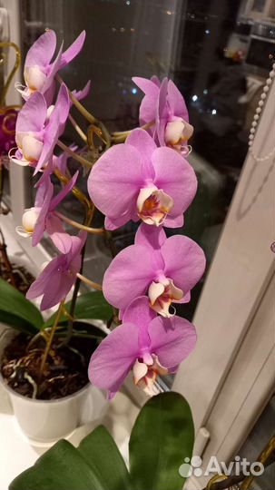 Орхидея фаленопсис