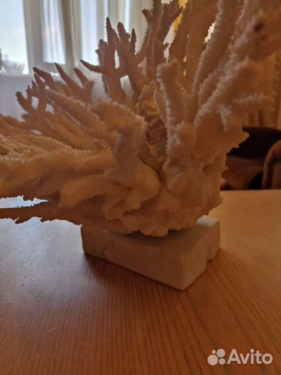 Натуральный коралл