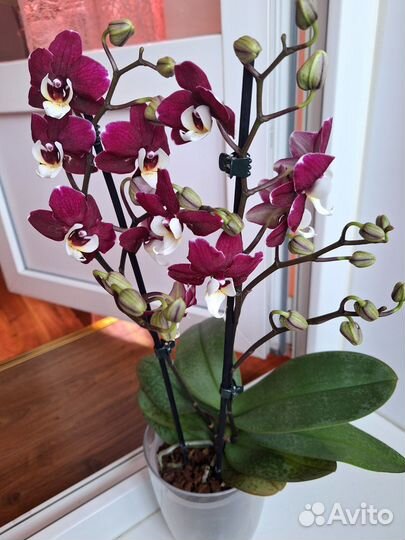 Орхидея фаленопсис мультифлора 2 цв