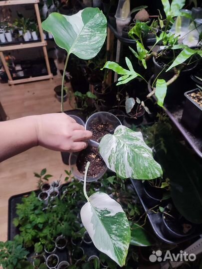 Монстера альба