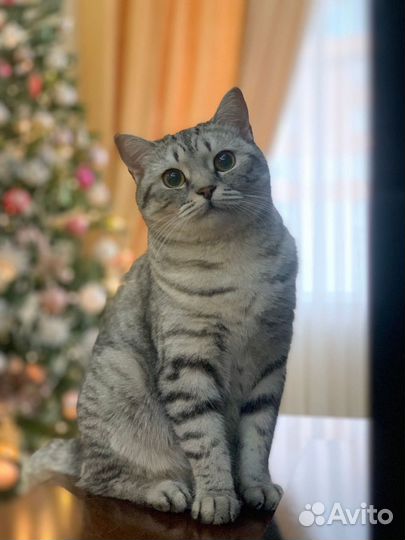 Кошка в аренду