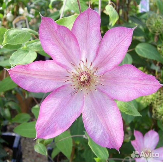 Клематисы-красивый многолетник