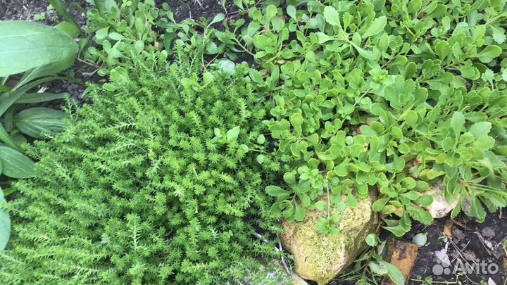 Многолетние цветы для сада