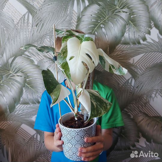 Монстера альба