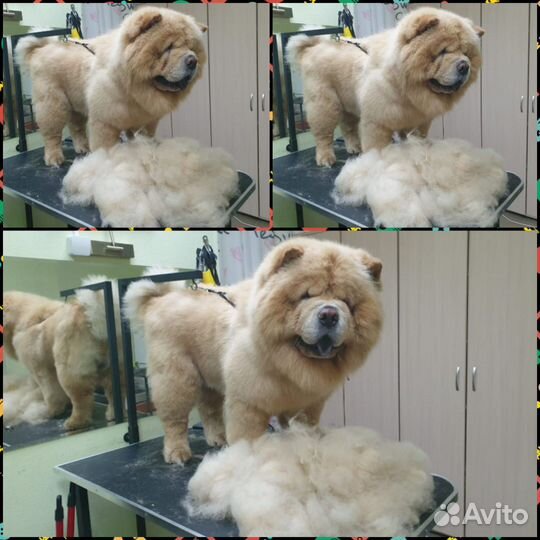 Стрижка собак и кошек салон 