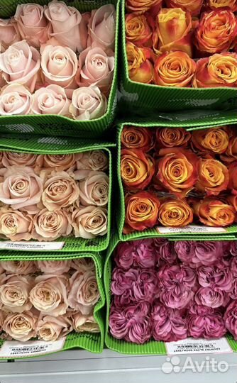 Синие Розы Радужные Букеты Цветы Доставка 24/7