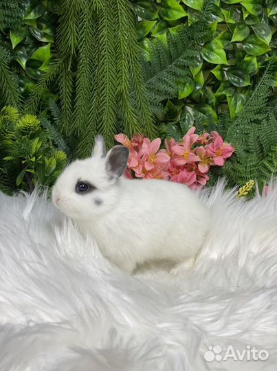 Кролик цветной карлик