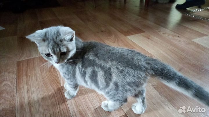 Найден котёнок