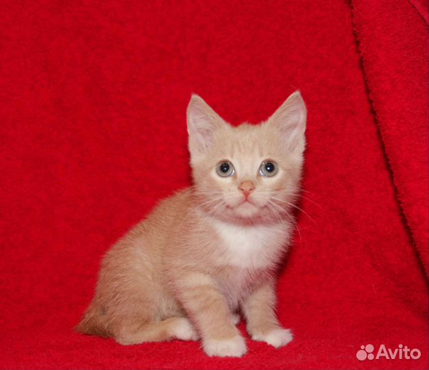 Рыжий котенок