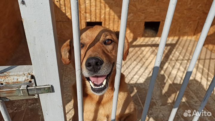 Передержка собак