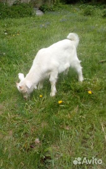 Продаются козлята