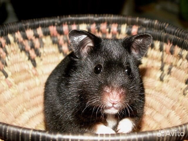 Сирийский хомяк