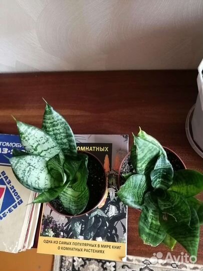 Цветы домашние