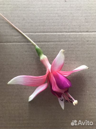 Фуксия, опунция, крассула