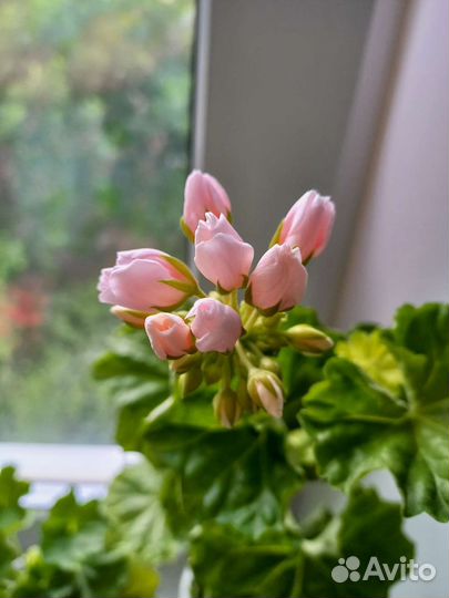 Пеларгония тюльпановидная Emma fran Bengtsbo