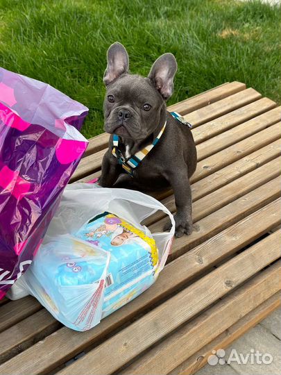 Французский бульдог