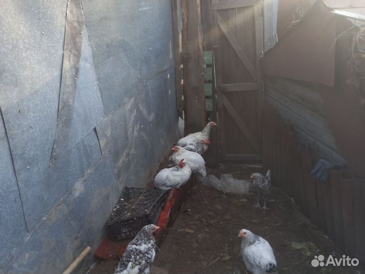 Молодые петухи