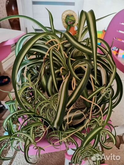 Хлорофитум кудрявый