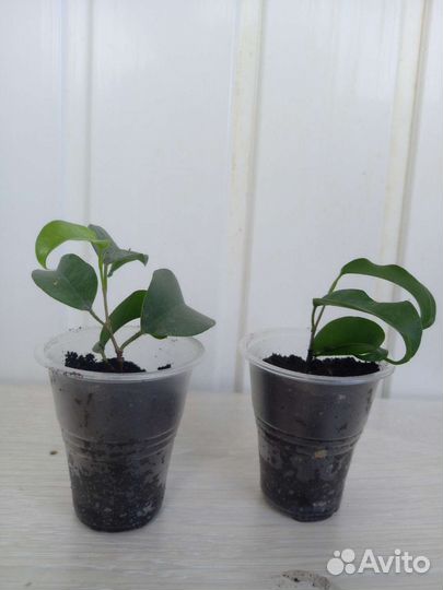 Фикус Букле