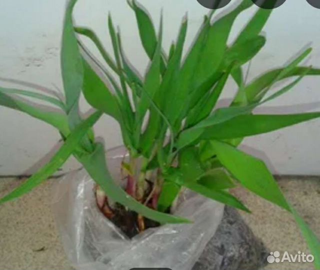 Черемша садовая в наличии, сажать в любое время