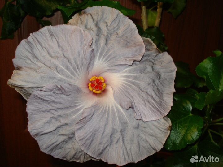 Сортовые гибискусы