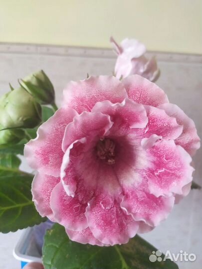 Сортовые глоксинии на бутонах