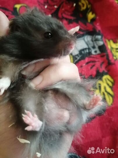 Сирийский хомяк