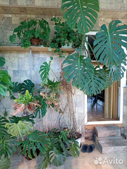 Комнатные растения для домо и офиса