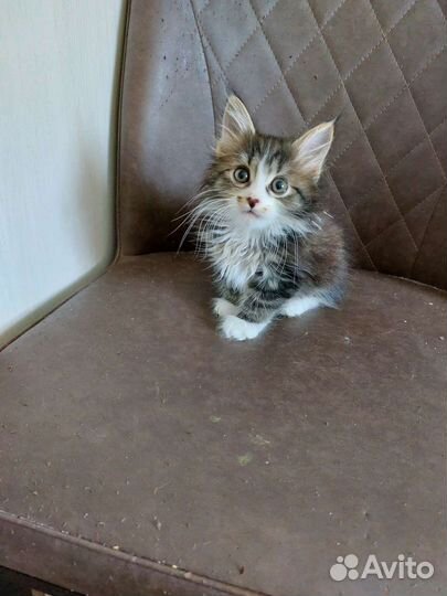 Котик очаровашка