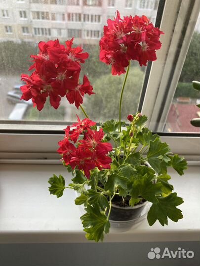 Пеларгония герань сортовая