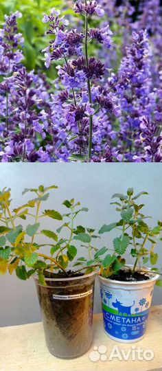 Многолетники