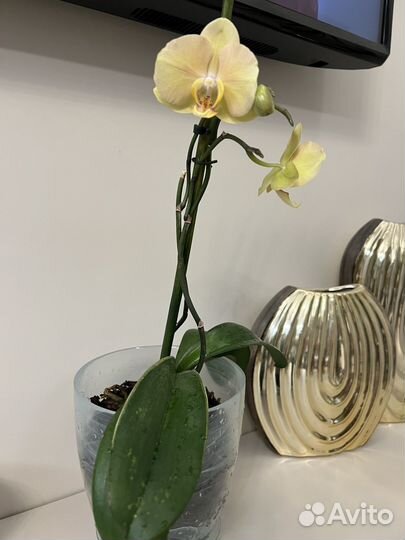 Орхидея фаленопсис