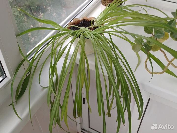 Цветы комнатные,3 шт