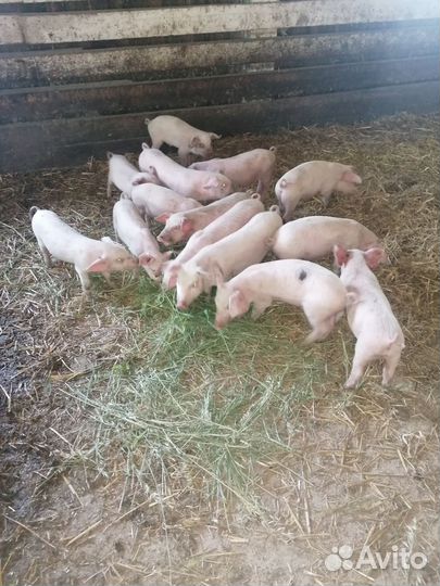 Поросенок ландрас + дюрок