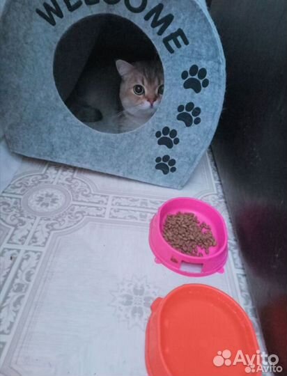 Передержка животных/Зоогостиница для собак и кошек