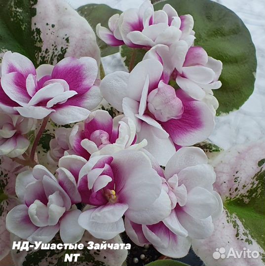 Сортовые фиалки