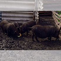 А кто нибудь пробовал разводить свиней? : Домашнее хозяйство