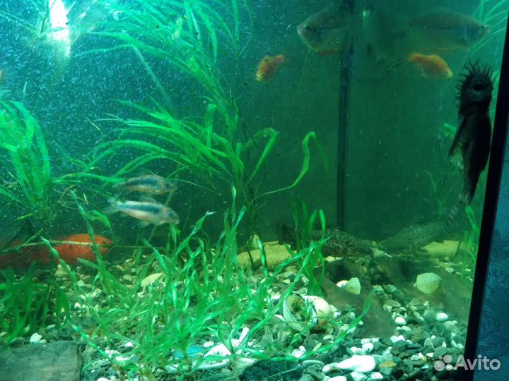 Аквариумные рыбы