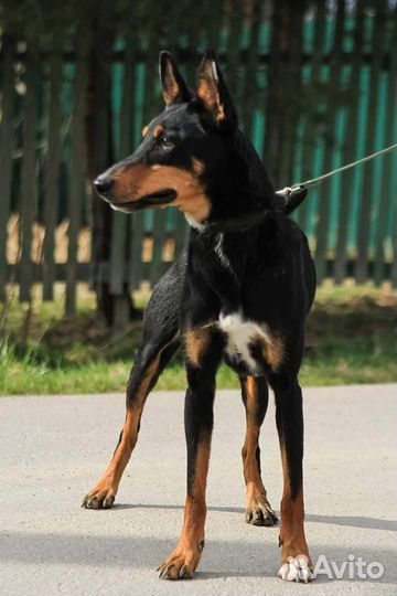 Симба, метис пинчера ищет семью