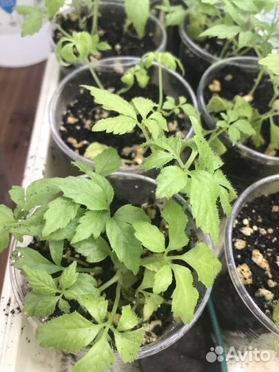 Брахми, гиностема