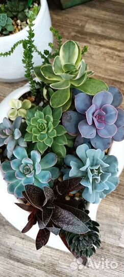 Суккуленты