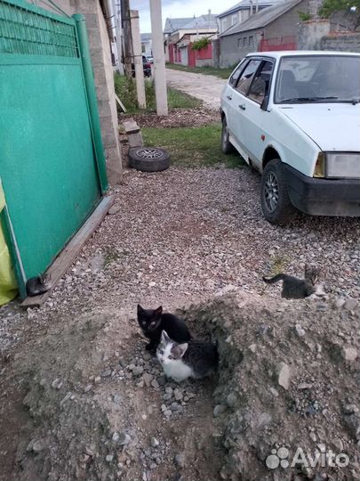Котята в добрые руки