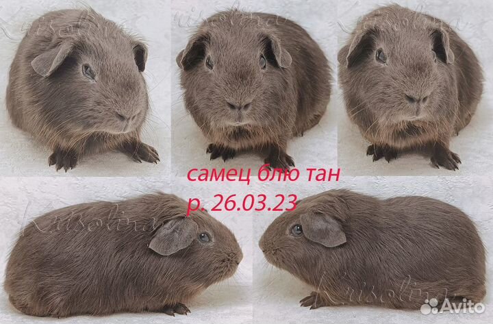 Морская свинка короткошерстная