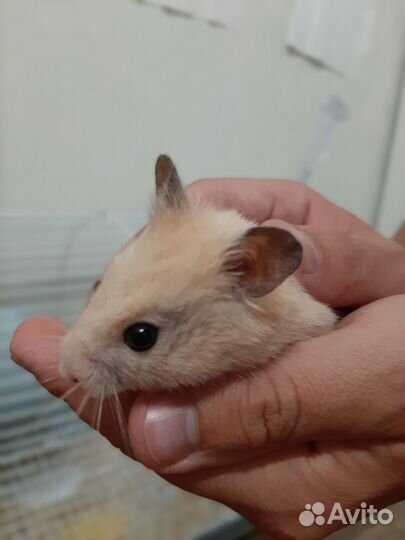 Сирийский хомяк с клеткой