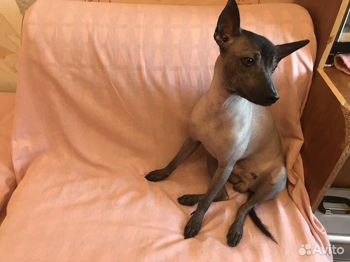 Ксолоинцкуинтли кобель