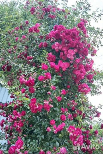 Саженцы роз