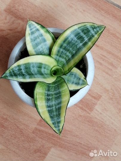 Сансевиерия