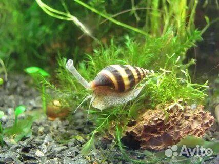 Улитка Хелена аквариумная рыба попугай сапфировый