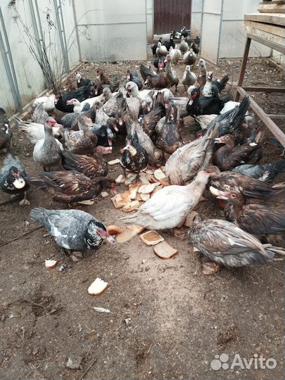 Мускусные утки